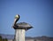 Brown California Pelican Sitting