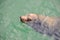 Brown California Seal swimming in the ocean