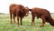 Brown calves grazing on grass in a pasture with other beef cattle livestock on a cloudy day, looking cautiously at the camera in