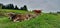 Brown calves lying on a lush green field with overcast cloudy sky