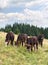 Brown calves on meadow in mountains on background of cloudy sky