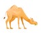 Brown Camel as Even-toed Ungulate Desert Animal Chewing Grass Vector Illustration