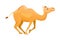 Brown Camel as Even-toed Ungulate Desert Animal Running Vector Illustration