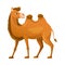 Brown Camel as Even-toed Ungulate Desert Animal Standing Vector Illustration