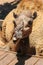 Brown camel chews food in Israel