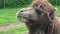 Brown camel eating fresh grass