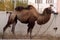 Brown camel on the streets of big city with a background od buildings and graffity