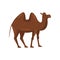 Brown camel with two humps on the back, side view. Desert mammal animal. Flat vector element for children book