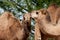 Brown camel very close together