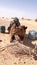 Brown camel wearing a saddle in the Sahara Desert