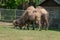 Brown camels grazing in a zoo