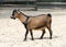 Brown cameroon dwarf goat standing on the sand