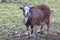 Brown cameroon dwarf goat standing on the sand