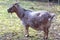 Brown cameroon dwarf goat standing on the sand. Side view