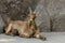 Brown Cameroon goat standing on the rock.