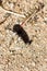 Brown camouflaged butterfly against a pebbly desert background