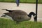 A brown Canada goose is by the road