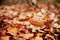 Brown cap boletus in autumn leaves at forest. Birch bolete mushroom in wildlife. Porcini Cep mushrooming. Mushrooms season concept