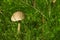 Brown-cap boletus edible mushroom