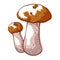 Brown cap boletus icon, autumn forest mushroom