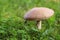 Brown cap boletus mushrooms growing in the grass