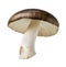 Brown cap mushroom, Wild mushroom isolated on white background, with clipping path