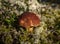 The brown cap of the porcini mushroom sticks out of the deer lichen