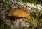 The brown cap of the porcini mushroom sticks out of the deer lichen