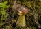 The brown cap of the porcini mushroom sticks out of the deer lichen