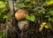 The brown cap of the porcini mushroom sticks out of the deer lichen