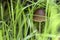 Brown capped mushroom hides between vibrant green grasses