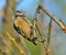 Brown-capped Pygmy Woodpecker (Dendrocopos nanus)