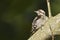 Brown-capped pygmy woodpeckerbird in Nepal