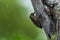 Brown-capped Woodpecker bird on a tree