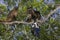 Brown capuchin or black-striped capuchin or bearded capuchin, Cebus libidinosus