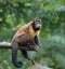 Brown capuchin monkey