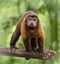 Brown capuchin monkey