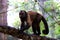 Brown capuchin monkeys Cebus Apella .