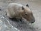Brown capybara in open zoo