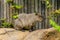 Brown Capybara sleeping in the zoo