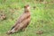 Brown Caracara bird from Pantanal, Brazil.