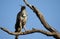 Brown carnivores bird, bird rest in tree branch, closeup, wildlife photography