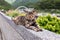 Brown cat at Houtong Cat Village,Ruifang district ,New Taipei