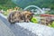 Brown cat at Houtong Cat Village,Ruifang district ,New Taipei