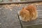 Brown Cat relaxing on Autumn bench