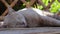 Brown cat sleep on a wood table