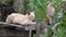 A brown cat was lounging on old wooden furniture in the garden.