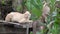 A brown cat was lounging on old wooden furniture in the garden.