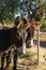 Brown Catalan donkey in a beige bridle with long hair on his ears