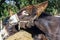 Brown Catalan donkey in a beige bridle with long hair on his ears